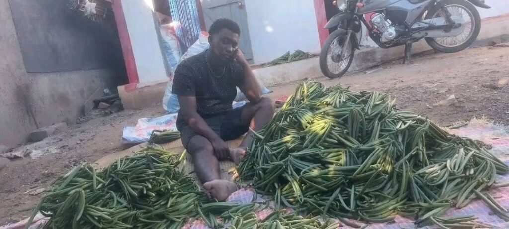 Planteur de vanille malgache découragé au milieu de sa récolte de vanille verte