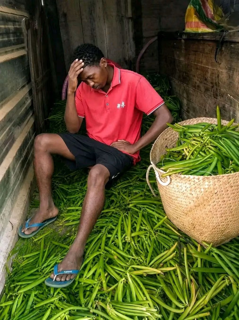 Prix de la vanille verte : derrière chaque kilo bradé, une année de travail et la détresse des planteurs Tristesse d’un planteur face au faible prix de la vanille verte à Madagascar en 2026