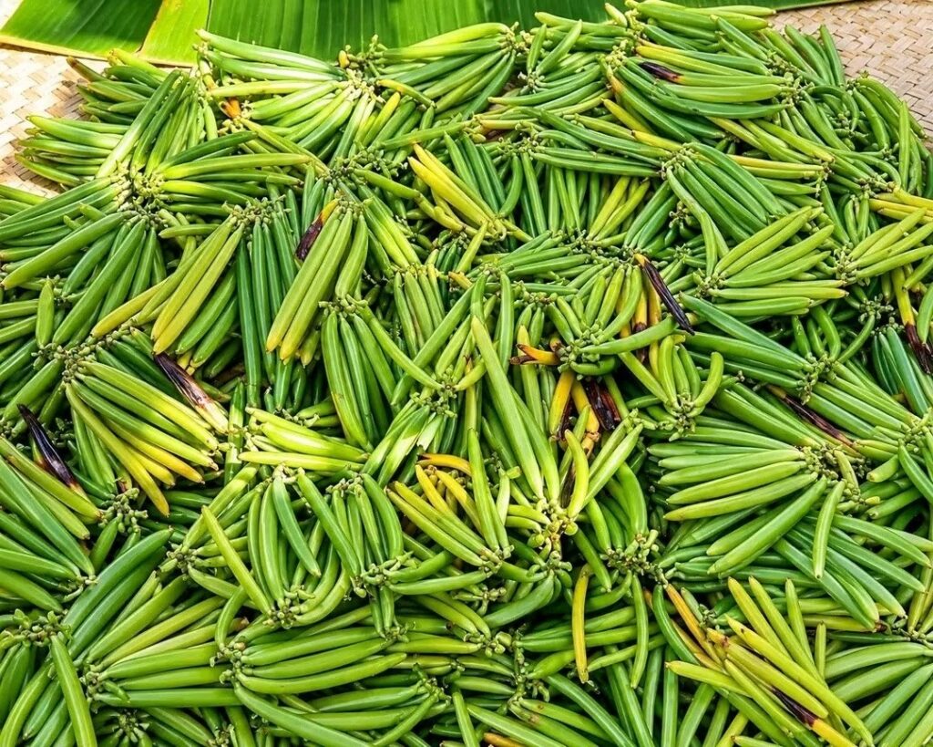 vanille verte madagascar